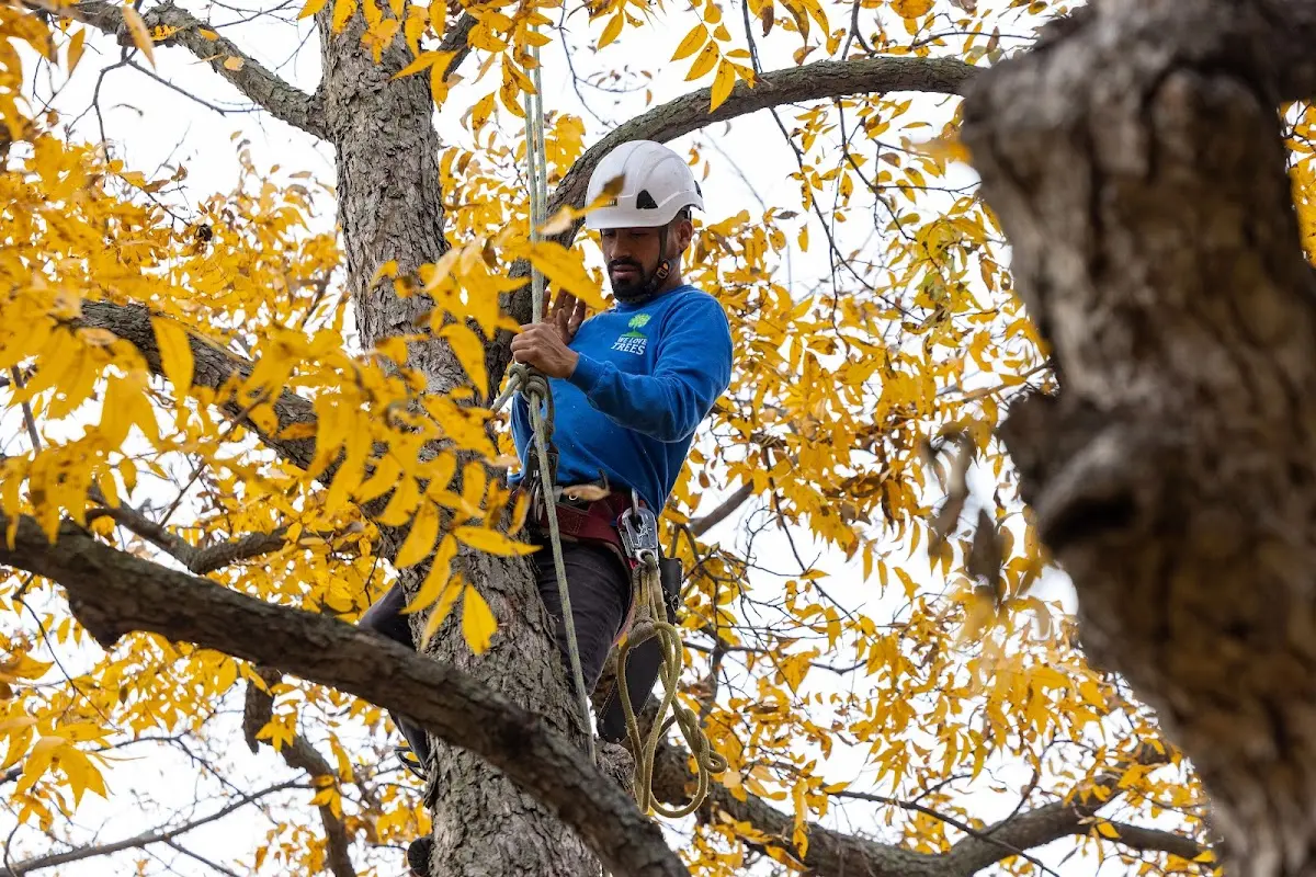 Skilled Tree Planting crew working in Watertown